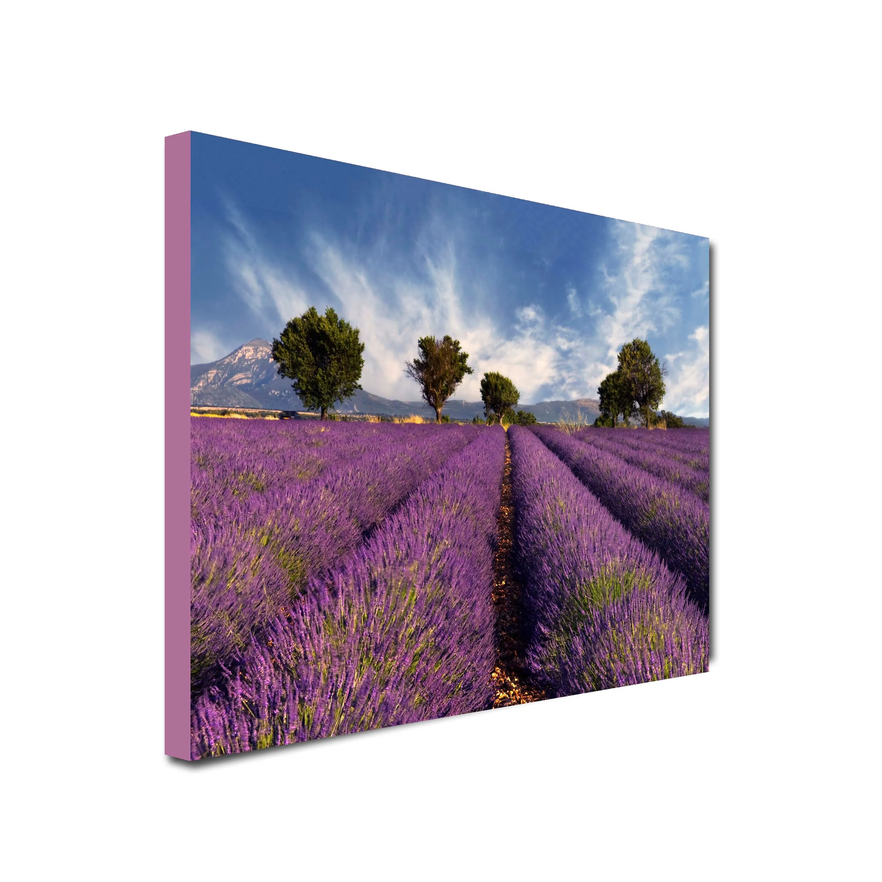 Lavender Field Art Canvas