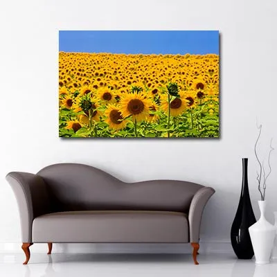 Sunflower Fields Art Canvas