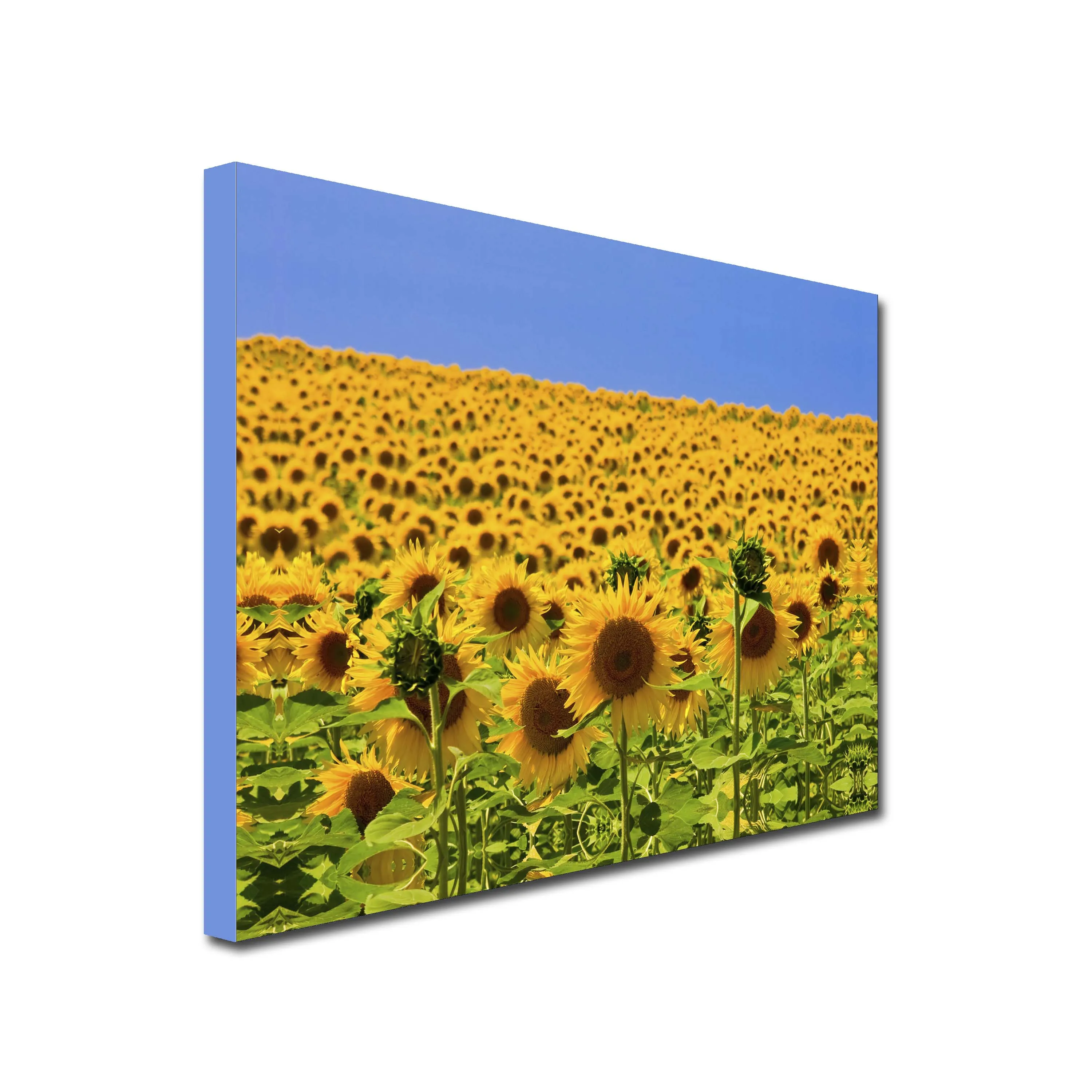 Sunflower Fields Art Canvas